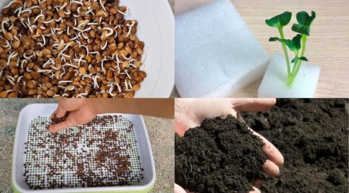 The Secret to Growing Water Spinach in a Basket: Easy and Quick Harvest in Just 2 Weeks