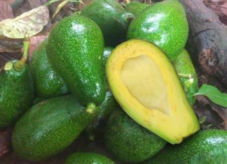 What is Butter Stick 5-Ribbed? How to Distinguish Between 5-Ribbed and 034 Butter