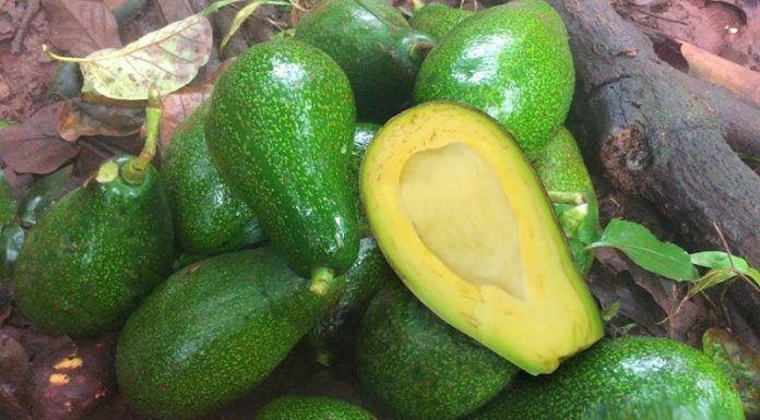 What is Butter Stick 5-Ribbed? How to Distinguish Between 5-Ribbed and 034 Butter