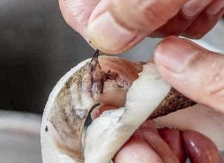 The Dirtiest Part of the Fish: Why You Shouldn’t Keep This Delicacy All to Yourself