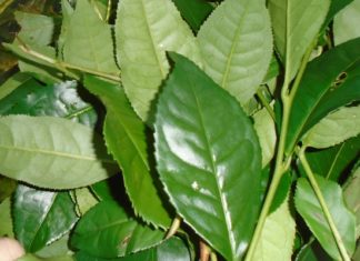 Master the Art of Steaming Seafood to Perfection