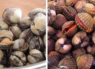 The Ultimate Guide to Telling Abalone and Blood Cockles Apart