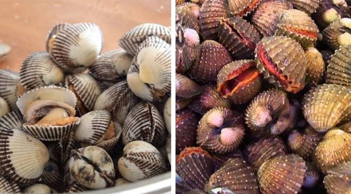 The Ultimate Guide to Telling Abalone and Blood Cockles Apart