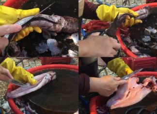 Master the Art of Deboning Snakehead Fish: 3 Quick and Easy Ways for a Perfect Family Dinner