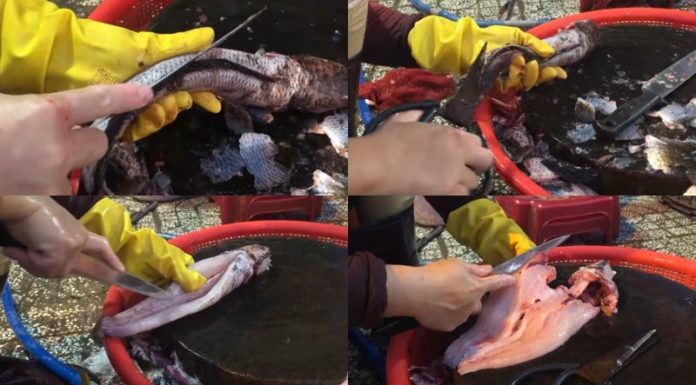 Master the Art of Deboning Snakehead Fish: 3 Quick and Easy Ways for a Perfect Family Dinner