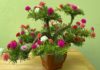 The Magic of Portulaca Bonsai: A Guide to Growing, Caring and Admiring This Delicate Beauty