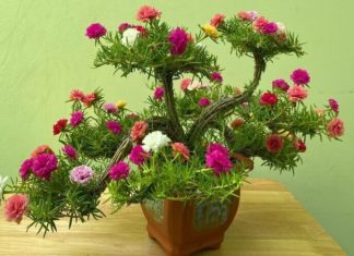 The Magic of Portulaca Bonsai: A Guide to Growing, Caring and Admiring This Delicate Beauty