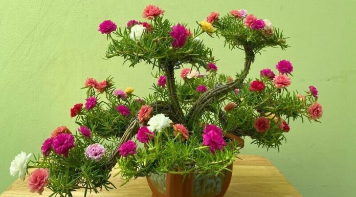 The Magic of Portulaca Bonsai: A Guide to Growing, Caring and Admiring This Delicate Beauty
