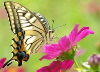 Unlocking the Doors to Prosperity: Four Signs of Good Fortune Welcoming You Home