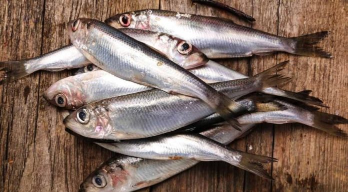 3 Types of Fish That Are as Nutritious as Ginseng and Bird’s Nest: A Smart Purchase for a Healthy You