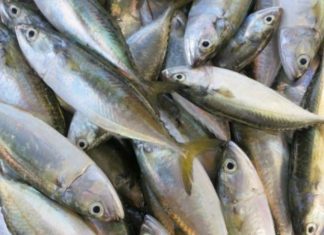 How to Choose Silver Pomfret That’s Fresh and Meaty: A Guide to Selecting the Best Fish for Your Favorite Recipes