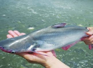 What is the Lavish Bloomfish? Price, Where to Buy, and How to Distinguish it from the Hú Fish