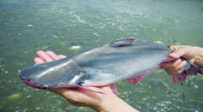 What is the Lavish Bloomfish? Price, Where to Buy, and How to Distinguish it from the Hú Fish