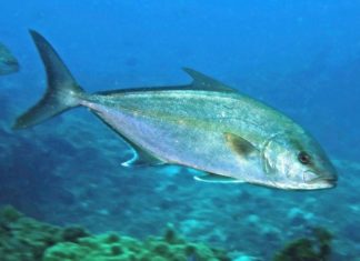 What is Mackerel? Its Characteristics and Health Benefits