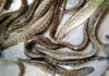 How to Choose Fresh and Firm-Fleshed Mudfish: A Guide to Selecting the Best Catch