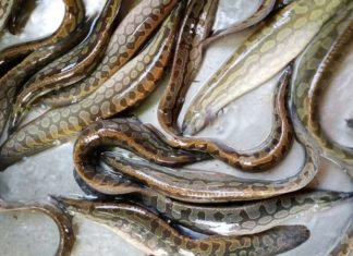 How to Choose Fresh and Firm-Fleshed Mudfish: A Guide to Selecting the Best Catch