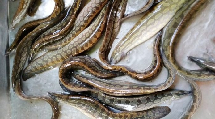 How to Choose Fresh and Firm-Fleshed Mudfish: A Guide to Selecting the Best Catch