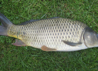 How Crispy Carp Differs From Regular Carp