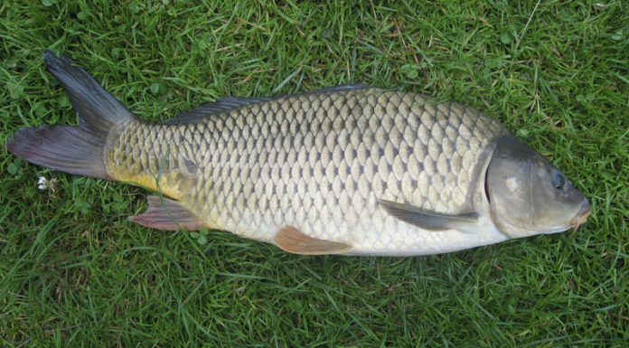 How Crispy Carp Differs From Regular Carp