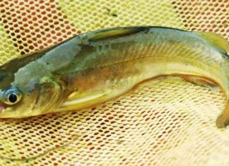 What is River Anchovy? Delicious and Simple Dishes with This Fish.