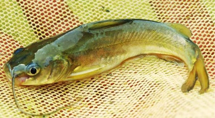 What is River Anchovy? Delicious and Simple Dishes with This Fish.