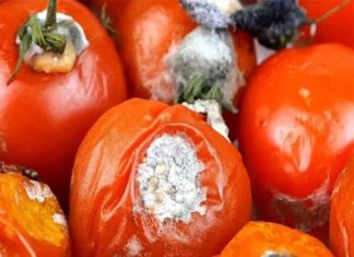 “The Enchanting World of Rotten Tomatoes: A Treasure Trove of Surprises”