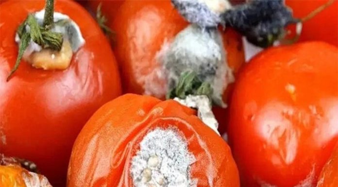 “The Enchanting World of Rotten Tomatoes: A Treasure Trove of Surprises”