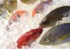 Is Frozen Fish as Good as Fresh?