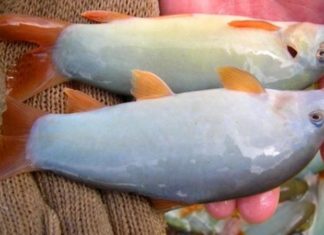 Western Dolphins – A Seasonal Delicacy Fetching a Whopping Price of VND 1 Million per Kilogram