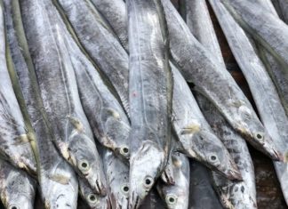 What are Amberjack Fish? How to Distinguish Amberjack from Barramundi? Where to Buy and How Much Does it Cost?