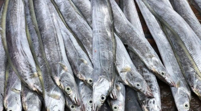 What are Amberjack Fish? How to Distinguish Amberjack from Barramundi? Where to Buy and How Much Does it Cost?