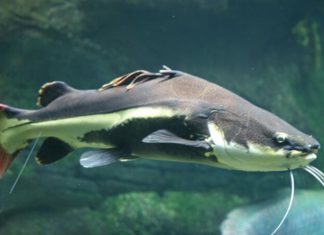 What is the Red-Whiskered Fish? Delicious Red-Whiskered Fish Recipes.