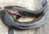 How to Choose Fresh Snakehead Fish, No Fear of it Being Stale