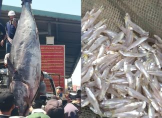 “The Benefits of Choosing Small Fish: A Nutritionist’s Perspective”