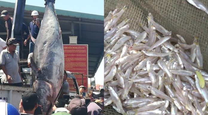 “The Benefits of Choosing Small Fish: A Nutritionist’s Perspective”