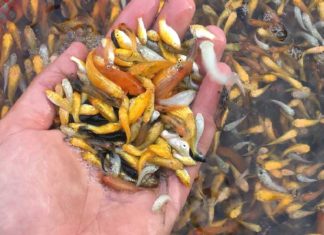 What are Bait Fish? Types of Bait Fish for Big Game Fish