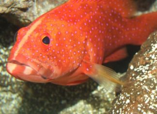 How Much Is Red Snapper per kg? Where to Buy and Delicious Recipes.