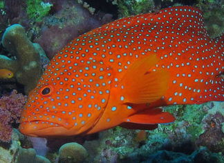 What is Grouper Fish? Popular Types of Grouper Fish and Where to Buy Them