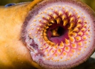 What is a Stone Licking Fish? The Nutritional Value and Delicious Dishes of Stone Licking Fish