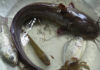 What is the Mudfish? How to Distinguish Mudfish from Other Catfish Species