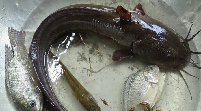 What is the Mudfish? How to Distinguish Mudfish from Other Catfish Species