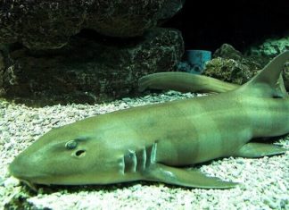 What Are Thresher Sharks? Are They Really Sharks?