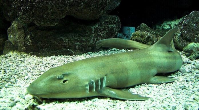 What Are Thresher Sharks? Are They Really Sharks?