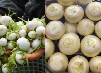 Is There Truth to the Ancient Saying, ‘One Bite of Eggplant is Equal to Three Cups of Medicine’?