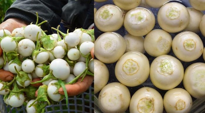 Is There Truth to the Ancient Saying, ‘One Bite of Eggplant is Equal to Three Cups of Medicine’?