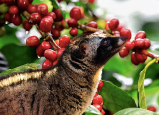 What is the Price of Civet Coffee and Where Can I Buy It?