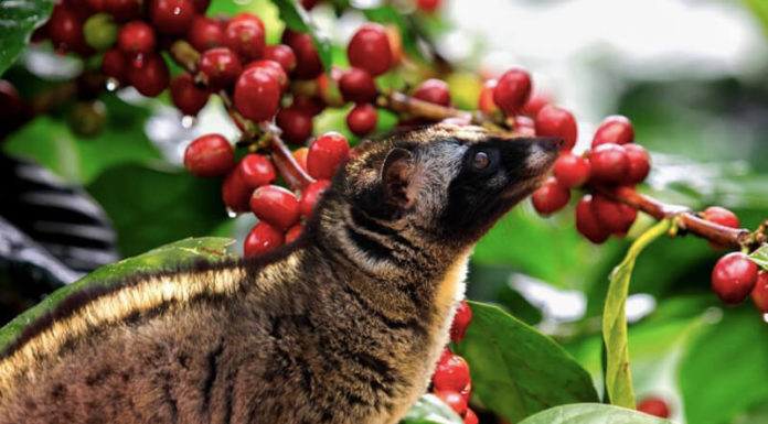 What is the Price of Civet Coffee and Where Can I Buy It?