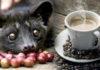The Ultimate Guide to Weasel Coffee: Crafting the Perfect, Authentic Cup
