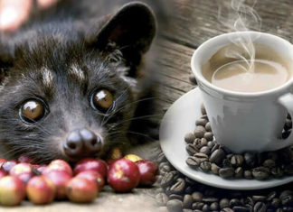 The Ultimate Guide to Weasel Coffee: Crafting the Perfect, Authentic Cup