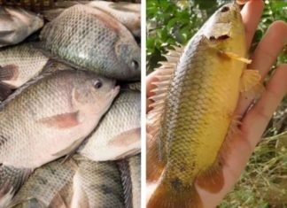 Are Rohu and Rohu Fish the Same? How to Distinguish Between Rohu and Rohu Fish
